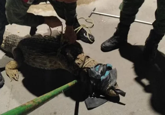 Populares encontram jacaré de grande porte circulando pelas ruas do Pontal da Barra, em Maceió