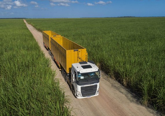 Programa da Ufal promove a liberação de novas variedades de cana-de-açúcar