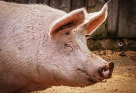 Vacinação contra peste suína clássica segue até dia 30 de abril