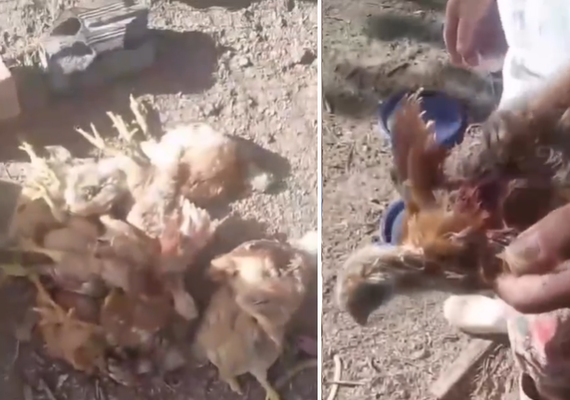 Mortes de animais em Craíbas geram medo e mistério entre moradores da região