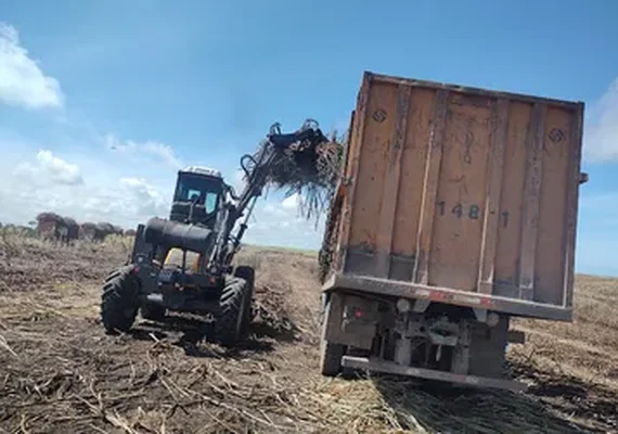 Safra de cana 25/26 pode crescer 1,8% em AL, com chuvas acima da média