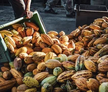 Cooperativismo fortalece produção de cacau e renda no Brasil