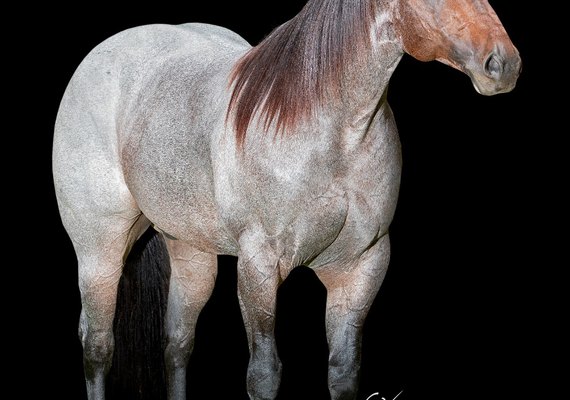 7º Alagoas Quarter Horse vai valorizar produção alagoana