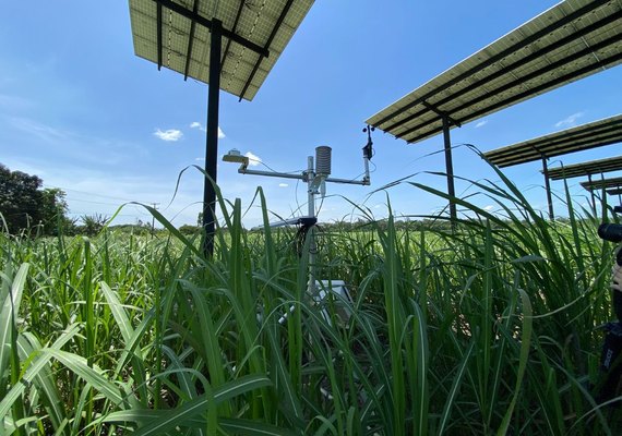 Projeto inédito gera energia solar em canavial