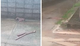 Jiboia de mais de dois metros é capturada em área residencial no Santos Dumont