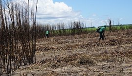 Asplana pede que Alagoas crie pacote de socorro ao setor canavieiro