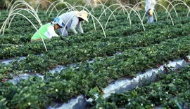 Plataforma do Desenrola renegociará dívidas de agricultores familiares