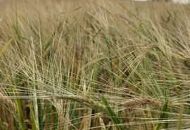 Cultivo de cevada avança no Brasil para reduzir dependência de importações