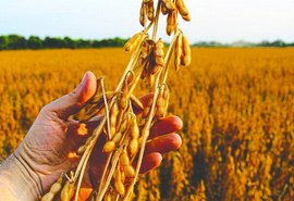 Soja será mais lucrativa em 2021