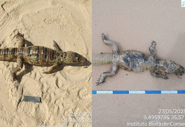 Dois jacarés são encontrados mortos em menos de 24h, em Maceió