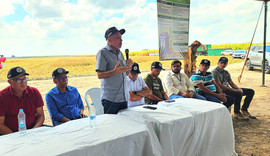 Pindorama promove dia de campo para colheita em lote experimental de arroz de sequeiro