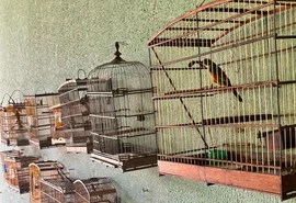 Polícia Ambiental recolhe 25 aves silvestres em fiscalizações em Alagoas