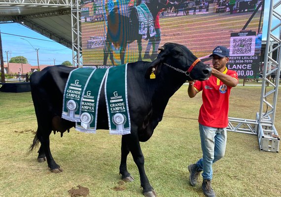 Leilão Mais Leite registra liquidez e fatura mais de R$ 700 mil