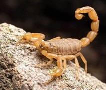 Escorpiões: saiba como evitar proliferação e o que fazer em caso de acidente