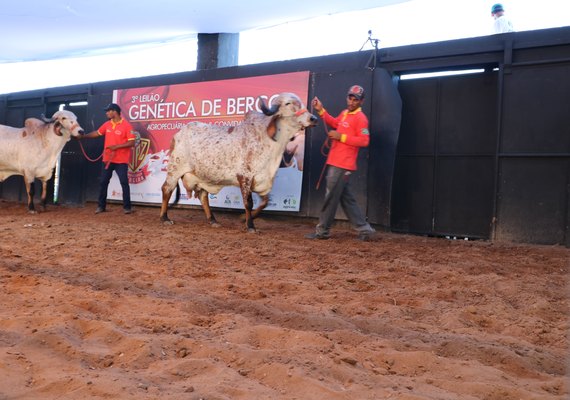 Animais do 4º Genética de Berço estão prontos para atender pecuária leiteira