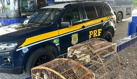 PRF resgata 97 aves vítimas de maus-tratos em Canapi