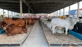 Expoagro-AL tem programação para todas as as cadeias produtivas; confira a programação