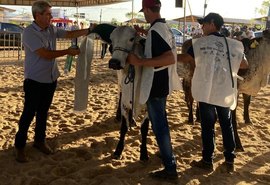 Girolando terá julgamento ranqueado da raça durante a 39ª Expo Bacia Leiteira