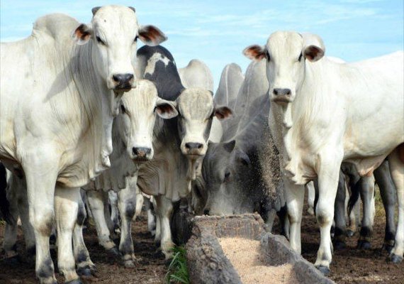 Mercado do boi gordo caiu em quatro regiões