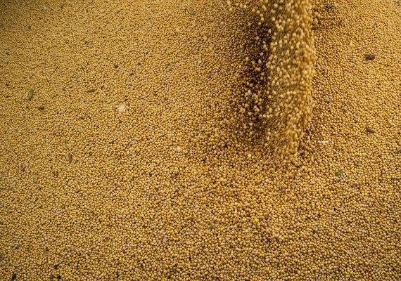 Agropecuária cresce 11,7%, impulsiona PIB e amplia participação na economia