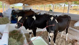 Animais começam a chegar no Parque Mair Amaral para 40ª Expo Bacia Leiteira