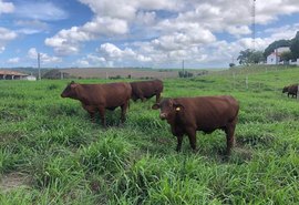 Santa Gertrudis retorna à Alagoas com rebanho de destaque