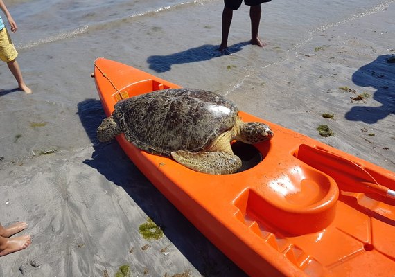 Tartaruga Verde encalha na orla de Ponta Verde em Maceió