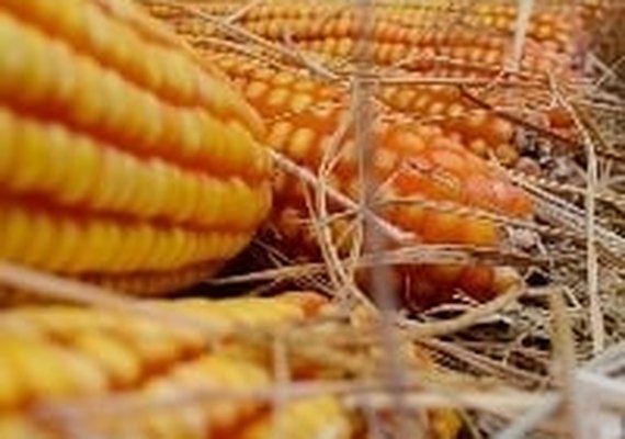 Expectativa: exportação de milho deve crescer em 2022