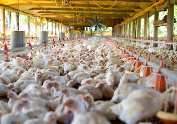 Exportações de carne de frango crescem 21,3% em setembro