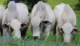 Leilão Mega Touros abre a estação de monta em Alagoas