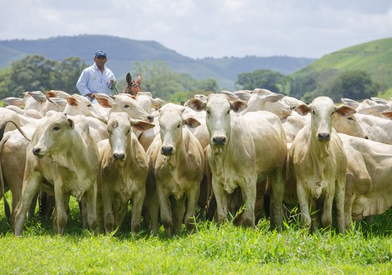 15º Leilão Nelore Positivo apresenta criação CPMF nesta terça-feira (29)