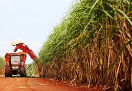 Com ajuda da chuva, safra de cana pode chegar a 19 milhões de toneladas em Alagoas