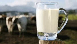 Custo da atividade leiteira está 11,2% maior na comparação anual