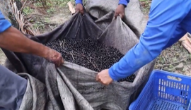 Fazenda alagoana investe em fertirrigação e qualidade no cultivo de açaí
