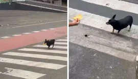 Há cinco anos, cadela busca seu pastel na mesma lanchonete todos os dias