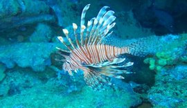 Ufal monitora peixe-leão em recifes de Alagoas