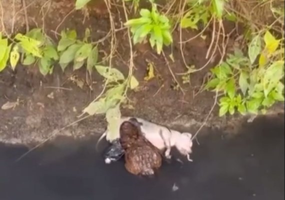 Vídeo: jacaré é flagrado dando ‘giro da morte’ em riacho de Arapiraca