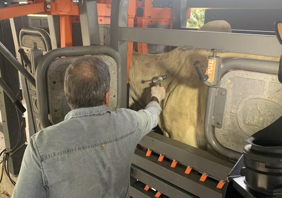 Adeal alerta que prazo para vacinação da aftosa encerra dia 30