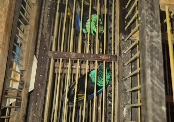 Homem é preso no Aeroporto Zumbi dos Palmares com 42 aves escondidas em mala