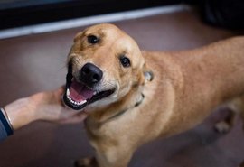 Prefeitura de Arapiraca ampliará programa para castração de cães e gatos