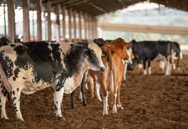 Vacinação contra febre aftosa começa neste domingo
