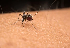 Dengue: com 31 mil casos, cidade de SP está à beira de uma epidemia