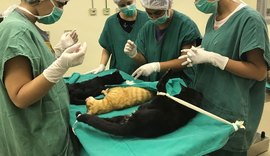 Cirurgias veterinárias podem ser suspensas para reduzir uso de insumos