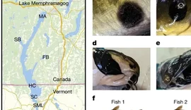 Cientistas descobrem câncer transmissível em peixes pela primeira vez