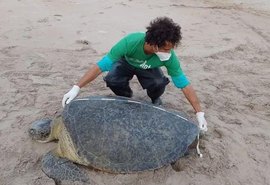 Tartaruga-verde encalha na praia dos Morros de Camaragibe e é resgatada em segurança