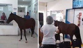 VÍDEO: Cavalo ''invade'' e defeca Unidade de Saúde do município de Maceió