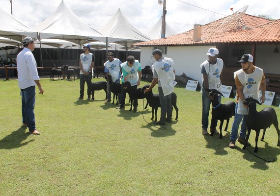 Campeonato Brasileiro Santa Inês já conta com 400 animais inscritos