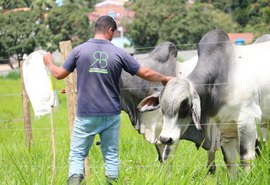 Manejo dócil do Brahman ajuda no desempenho do animal e rendimento da arroba