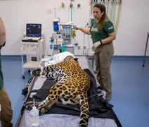 Onça-pintada recebe 1ª transfusão de sangue da espécie no Brasil