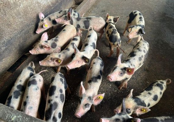 Alagoas registra maior cobertura vacinal da campanha contra Peste Suína Clássica